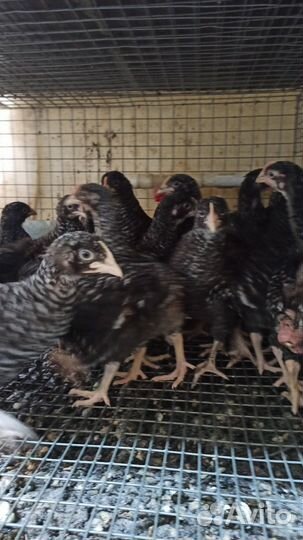 Куры доминант