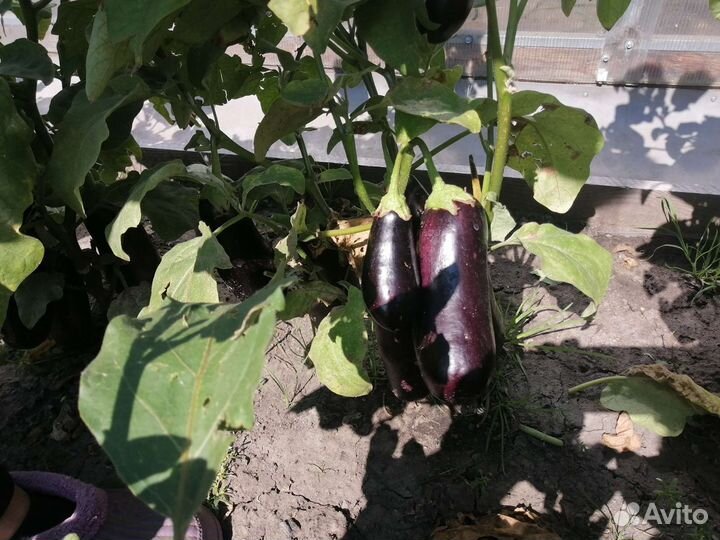 Соленья домашние