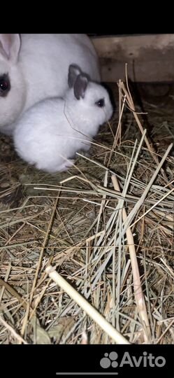 Декоративные кролики
