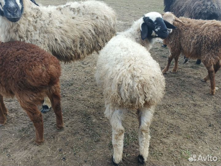 Катумский баранчик и курдючные ярочки