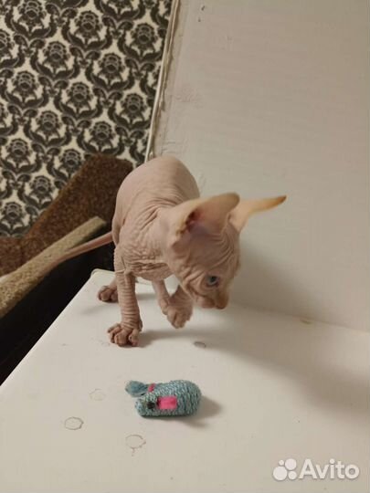 Канадский сфинкс котенок