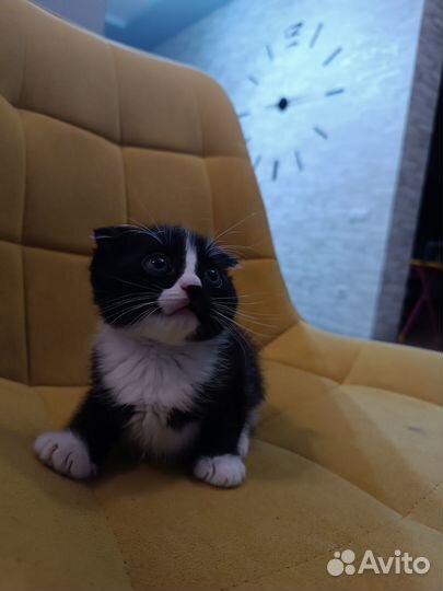 Вислоухие котята