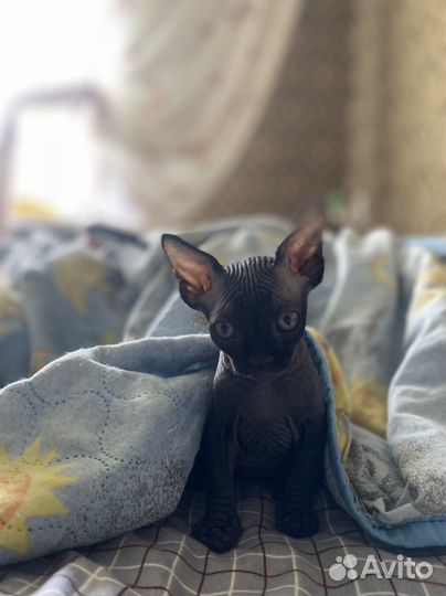 Канадский сфинкс