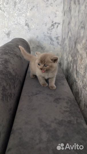 Шотландская кошка