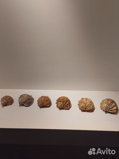 Ракушка рапан