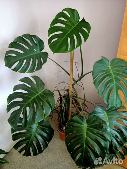 Продам Монстеру