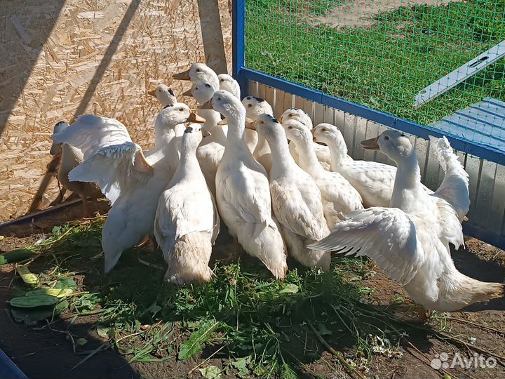 Утки Мулард