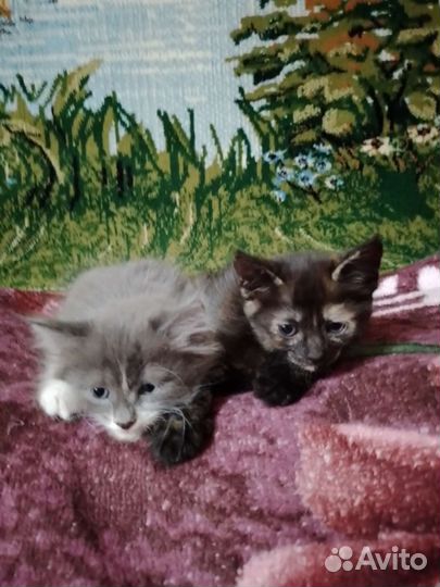 Котята в добрые руки бесплатно коты