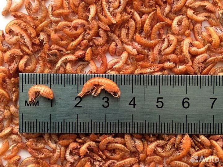 Гаммарус сухой