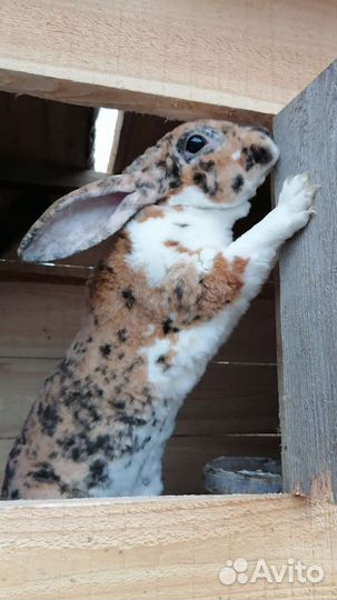 Кролик для вязки