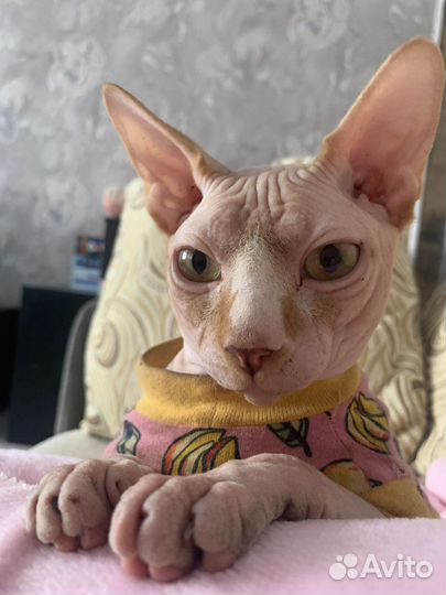 Котик на вязку