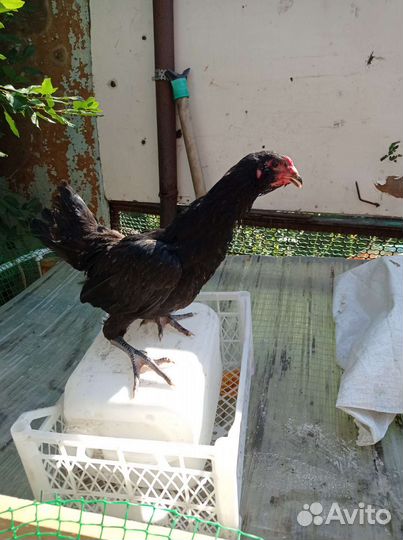 Продам петуха