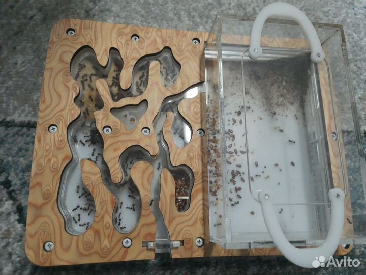 Муравьиная ферма antplanet