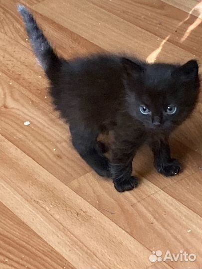 Котята ищут дом