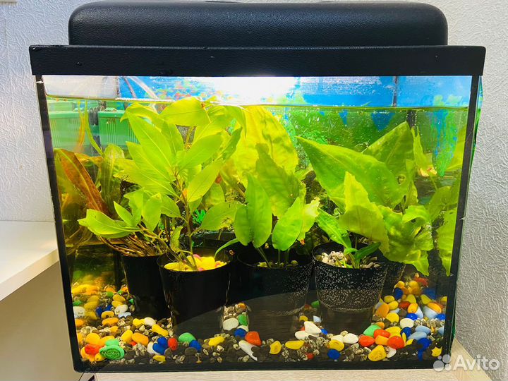 Аквариум