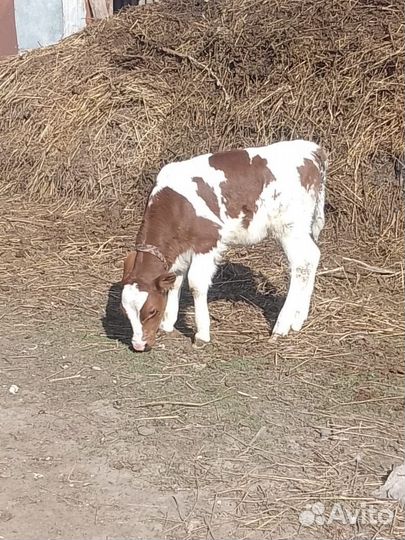 Бычок и телка