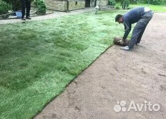 Укладка газона