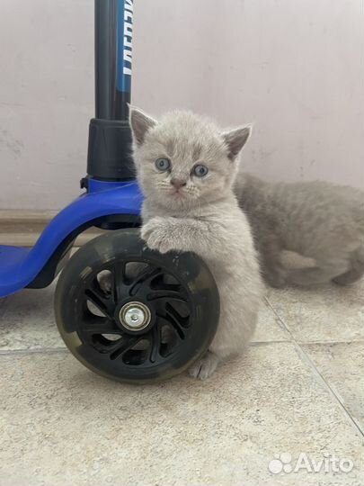Британские котята