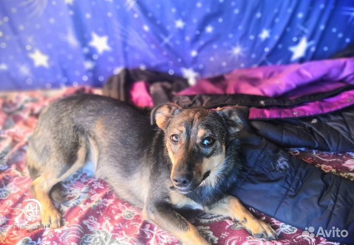 Стерелизованная Собака в добрые руки