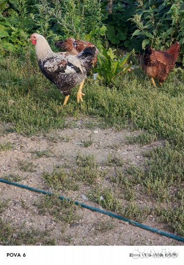 Молодые петухи
