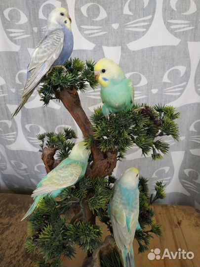 Все цвета радуги волнистый попугай