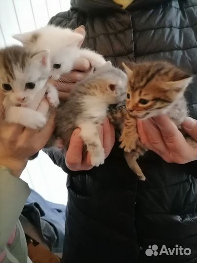 Котята в добрые руки
