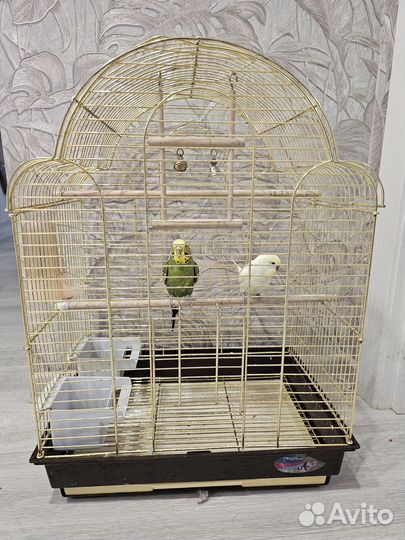 Волнистые попугаи с клеткой