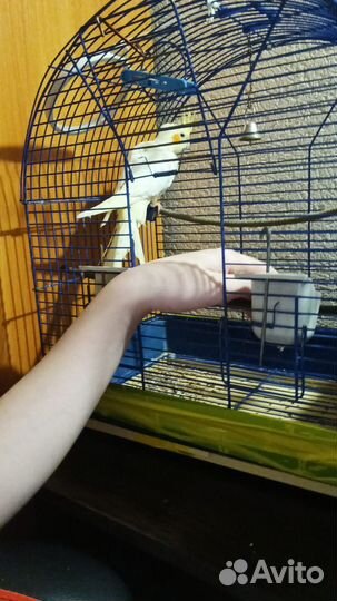 Попугай корелла девочка