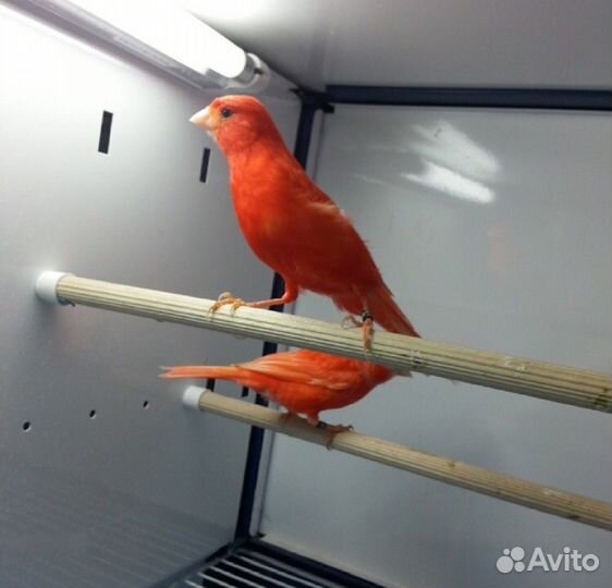 Поющие кенары,готовые самки