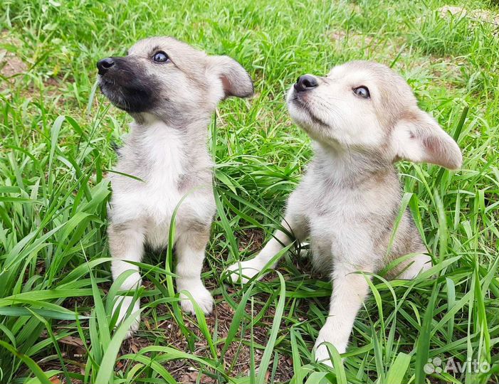 Щенкам приюта нужны ответственные хозяева