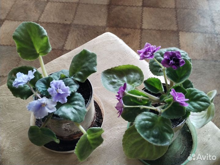 Цветущие фиалки