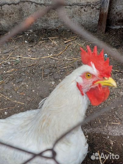 Петух молодой породы доминант