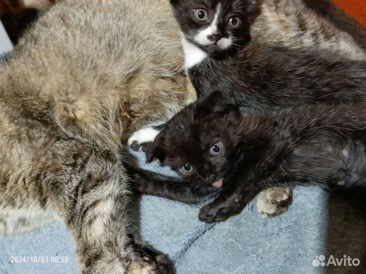 Котята в добрые руки бесплатно