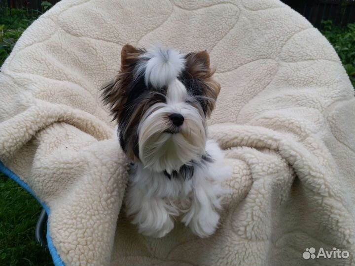 Бивер мини мальчик