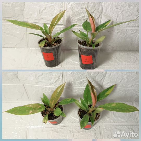 Филодендрон