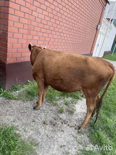 Корова с теленком