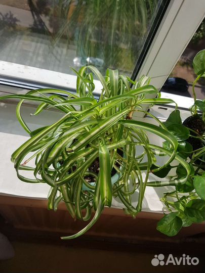 Сциндапсус, хлорофитум