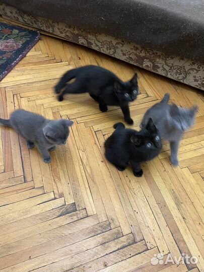 Котята в добрые руки