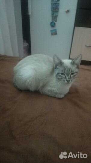 Нашли котенка. Отдадим хозяевам или в добрые руки