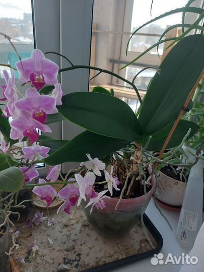 Орхидея фаленопсис