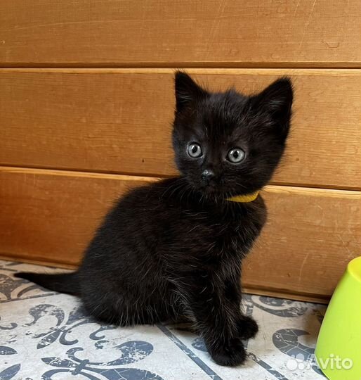 Черный котенок Люкс