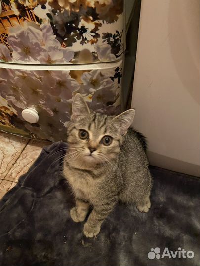 Котёнок