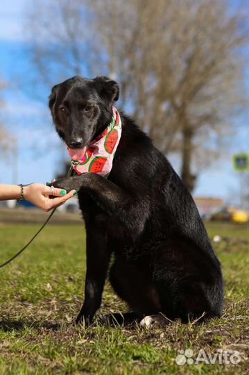 Одинокая Берта ищет дом