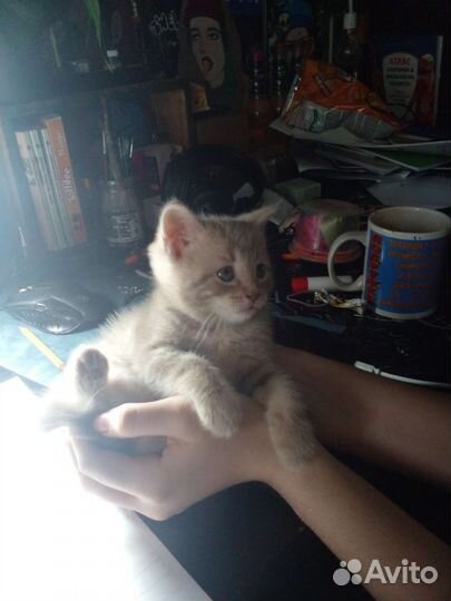 Кошечка в добрые руки