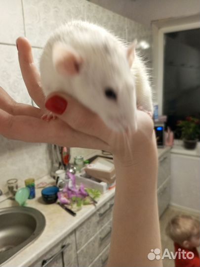 Крыска дамбо