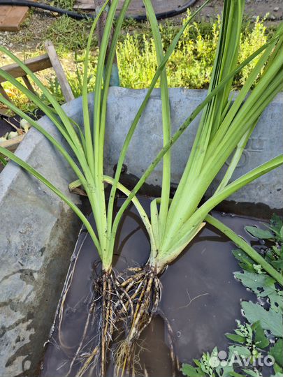 Лилейник,лилии