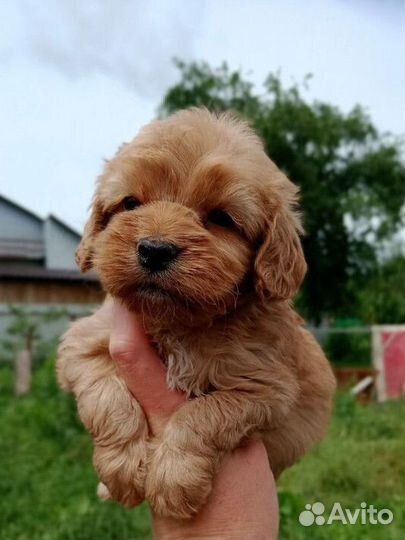 Пудель Кокапу мини