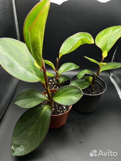 Пеперомия туполистная