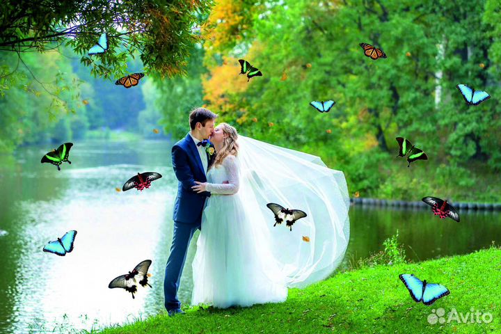 Салют из Живых Тропических Бабочек с/б-7