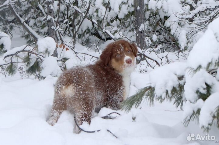 Щенок австралийской овчарки (аусси)
